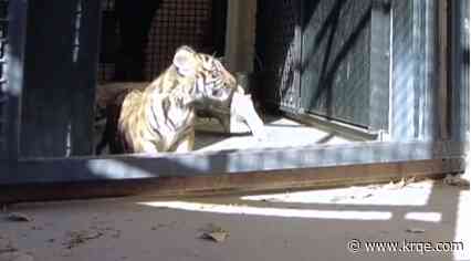 APD hoping to curb illegal exotic pets