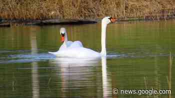Aus der Büffelweide wurde ein Schwanensee - Erlensee Aktuell