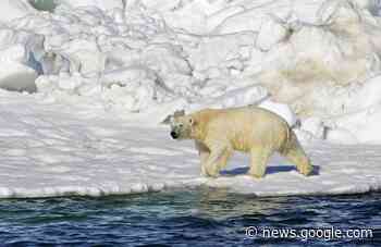 Polar bear attack victims young mother and 1-year-old son - TimminsToday