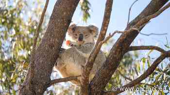 Is a mega-sanctuary the answer to saving koalas? Labor thinks so