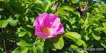 Lezing over bestrijding van woekerplanten in je tuin - Knokke Heist