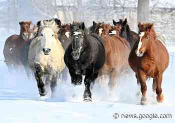 Mares in foal dash through the snow for easier delivery | The Asahi ... - 朝日新聞デジタル