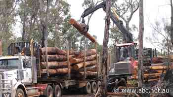 Dozens of jobs lost, 'grim' years to come as 100-year-old timber mill shuts down
