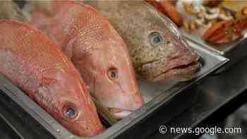 There's a shortage of fish in Perth right now — and ex-Tropical Cyclone Ellie is to blame - ABC News