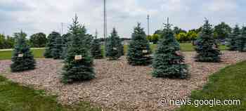 Delegation proposes memorial tree planting on North Perth Trail - Midwestern Newspapers