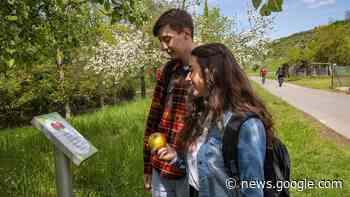 Neue Broschüre: Tauberbischofsheim naturverbunden erleben - Main-Post