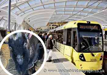 Runaway goat on metro tracks rescued by Bleakholt Animal Sanctuary