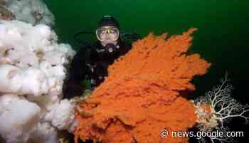 DFO: Why BC activists are protecting large orange coral fans - Squamish Chief
