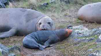 VIDEO: Victoria volunteer captures ‘awesome’ elephant seal birth - Saanich News
