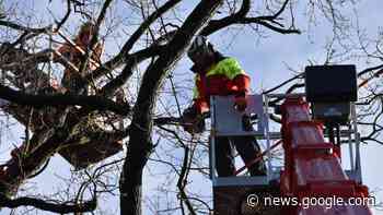 Quickborn: Arbeiten an Eichen im Harksheider Weg früher beendet - shz.de
