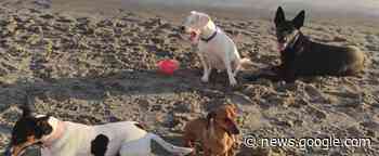 La Línea da el paso para contar con dos playas caninas en la ciudad - diarioarea.com