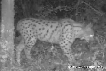 Le lynx aperçu pour la première fois près d'Autun - France 3 Régions