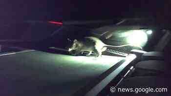 Bissige Riesenratte auf Beifahrersitz sorgt für langen Polizei-Einsatz - come-on.de