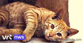 Wendy uit Holsbeek zoekt poezen als proefmodel om te oefenen in ... - VRT.be