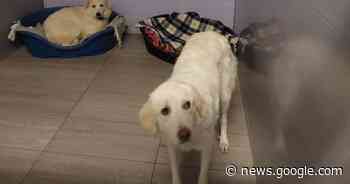 Opnieuw 6 verwaarloosde honden aangetroffen in woning in ... - Het Laatste Nieuws