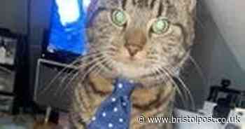 Owner's distress as Bristol cat wearing a blue tie has been missing for days