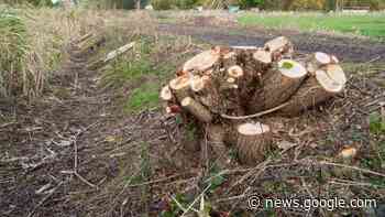 Erlen, Weiden und Pappeln: Holzdiebe fällen und stehlen Bäume in ... - shz.de