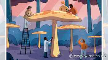 Fungi Are Humble Heroes in the Climate War