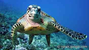 Capri: la Guardia Costiera salva una tartaruga Caretta caretta - Capri Press