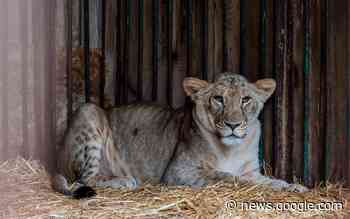 Dierenopvang Felida in Nijeberkoop wil leeuwin Vasylyna uit ... - Nieuweooststellingwerver