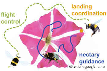 Wie Blütenmuster Bestäubern nützen - wissenschaft.de
