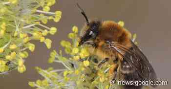 Wissenschaft: Frühlings-Seidenbiene ist «Wildbiene des Jahres ... - Rhein-Neckar Zeitung