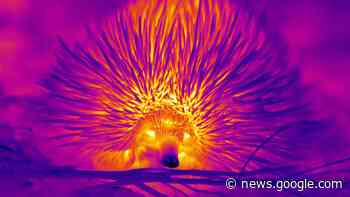 Tierische Kühltechniken: Kurzschnabeligel schnäuzen gegen die ... - Spektrum.de