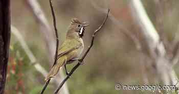 Endangered whipbird returns to SA Mallee - Western Advocate