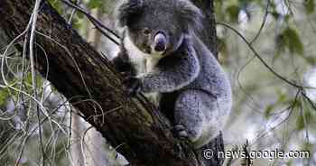 NSW Labor eyes $80m koala national park - Western Advocate