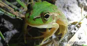 River Murray flood creates breeding boom - Western Advocate