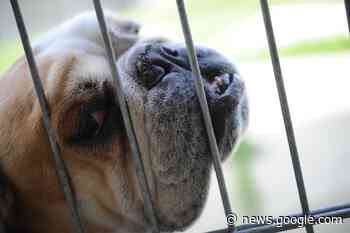 Hunde mit Atemnot, Katzen ohne Haare im Landkreis Ravensburg - Schwäbische