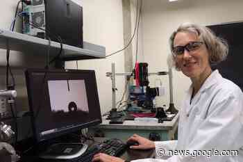 Pinguine inspirieren Forscherin aus Ravensburg in Kanada - Schwäbische