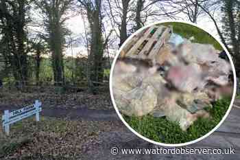 Mystery over 101 dead lambs dumped at Hill Farm, Radlett