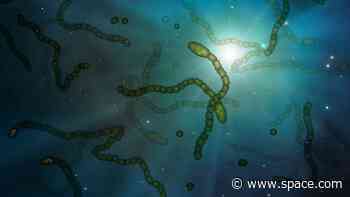 What is astrobiology?