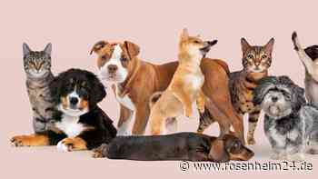 Bello war gestern: Das sind die beliebtesten Namen für Hund und Katze