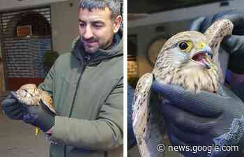 Gheppio ferito a un'ala ritrovato a Ravello, trasferito al Centro ... - Il Vescovado Notizie