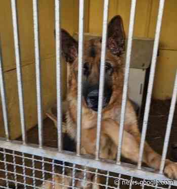 MONCALIERI - Aumenta il numero dei cani lasciati in canile; + 40% - TorinoSud