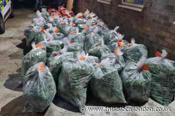 Cannabis worth around £500k uncovered in Sutton