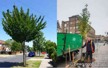 Residents help choose locations for over 500 new trees across ... - Kingston Nub News