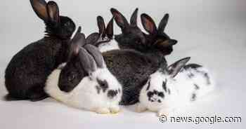 Kingston Animal Rescue sees more than 1,000% increase in rabbit ... - Global News