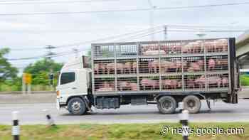 EU member states aim to thwart live animal transport ban - EURACTIV