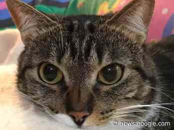 L'appello di Elena, di Dalmine: «Matisse mi ha salvato, ora aiutatemi ... - Prima Bergamo