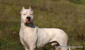 Gallarate, lite per il cane: colpo di mocio alla madre - La Prealpina