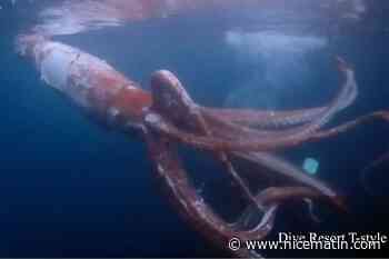 "C'était palpitant": les images rarissimes d'un calamar géant filmé par des plongeurs au Japon