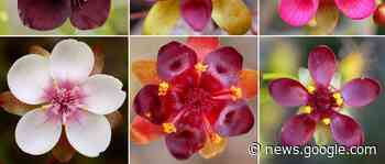 Fleischfressenden Pflanzen im Internet auf der Spur - Berchtesgadener Anzeiger