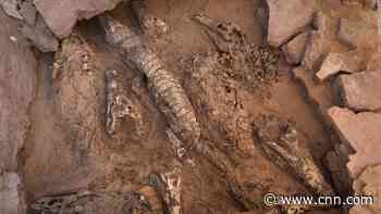 See mummified crocodiles discovered in Egyptian tomb
