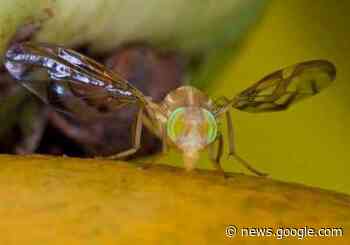 Declaran 17 estados del país libres de mosca de la fruta - Ensenada.net