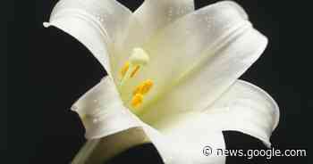 Helen Lorraine (Ellis) Mann - Decatur - Herald & Review