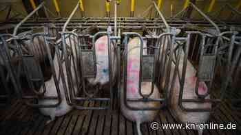 Özdemir gegen Bauernpräsident: Woran es beim Umbau der Tierhaltung hapert