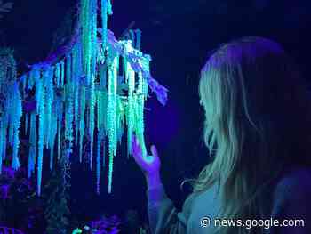 Ses plantes luminescentes pourraient transformer Chartres en Avatar ! - Les Nouvelles de Falaise